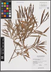 Foto von Salix exigua subsp. interior (Rowlee) Cronquist